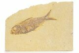 Detailed Fossil Fish (Knightia) - Wyoming #373709-1